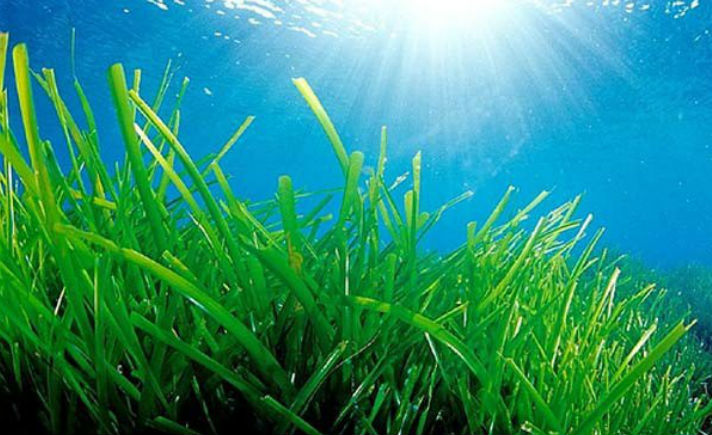 Mengenal Mamfaat dan Kandungan Dari Rumput Laut